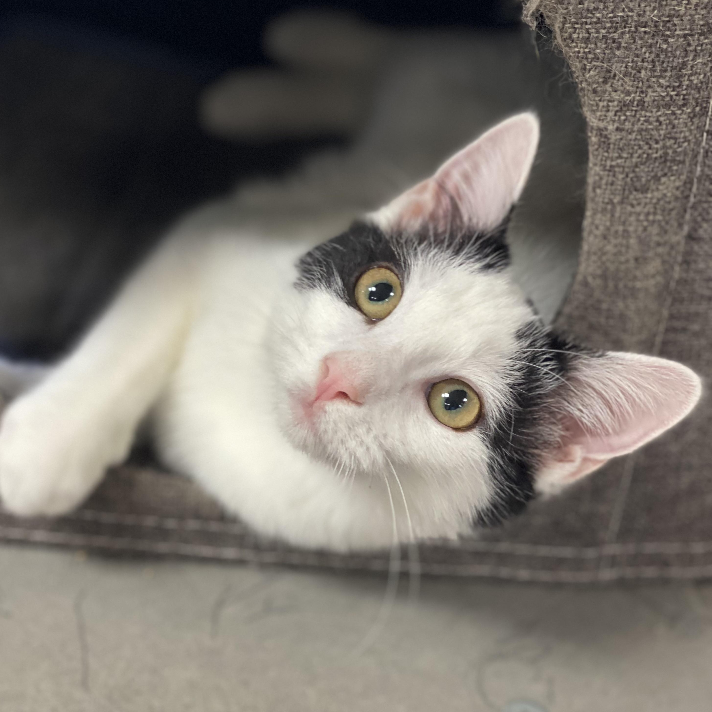 Penelope