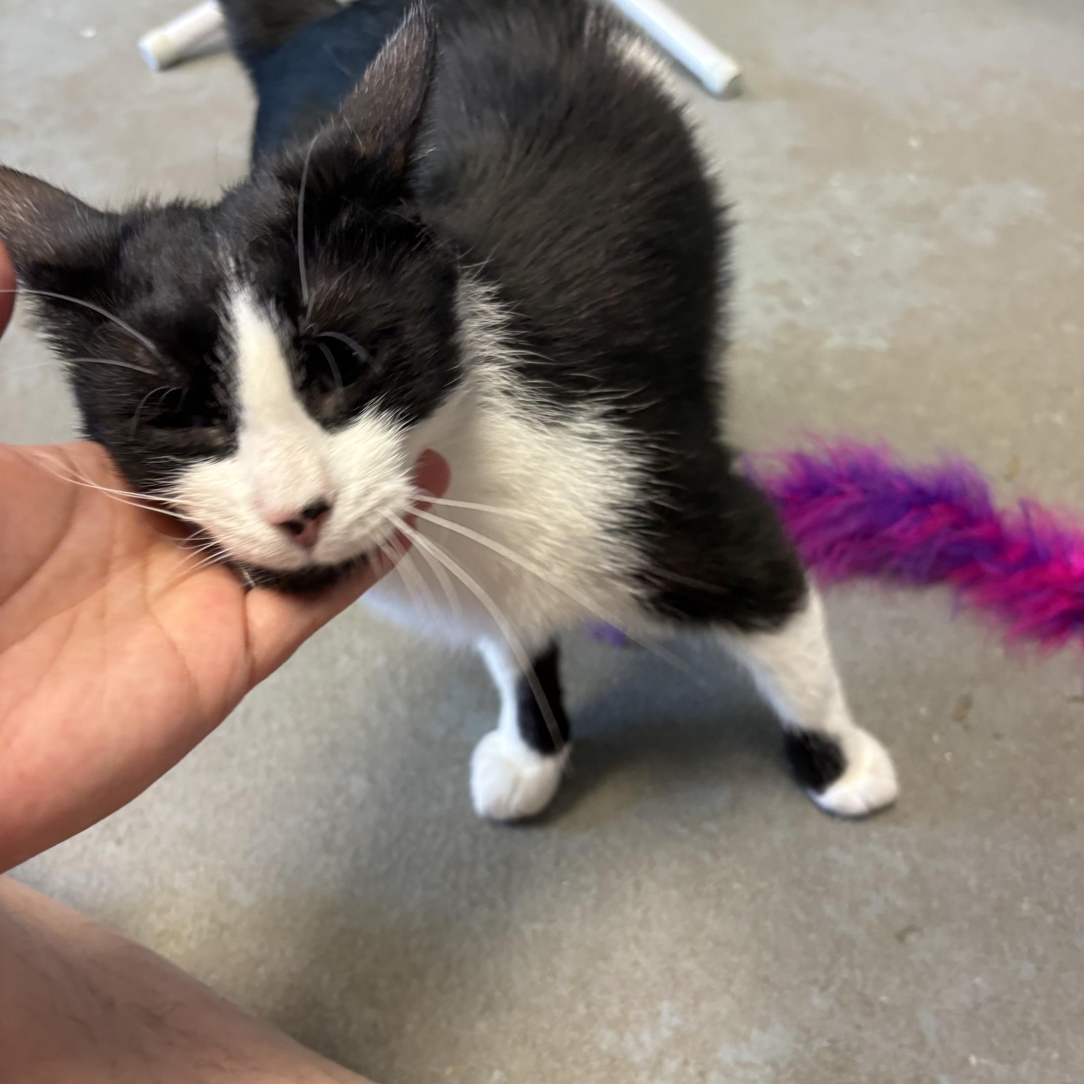 Daisy, a ADOPTABLE Domestic Short Hair in Oberlin, OH image 1/5