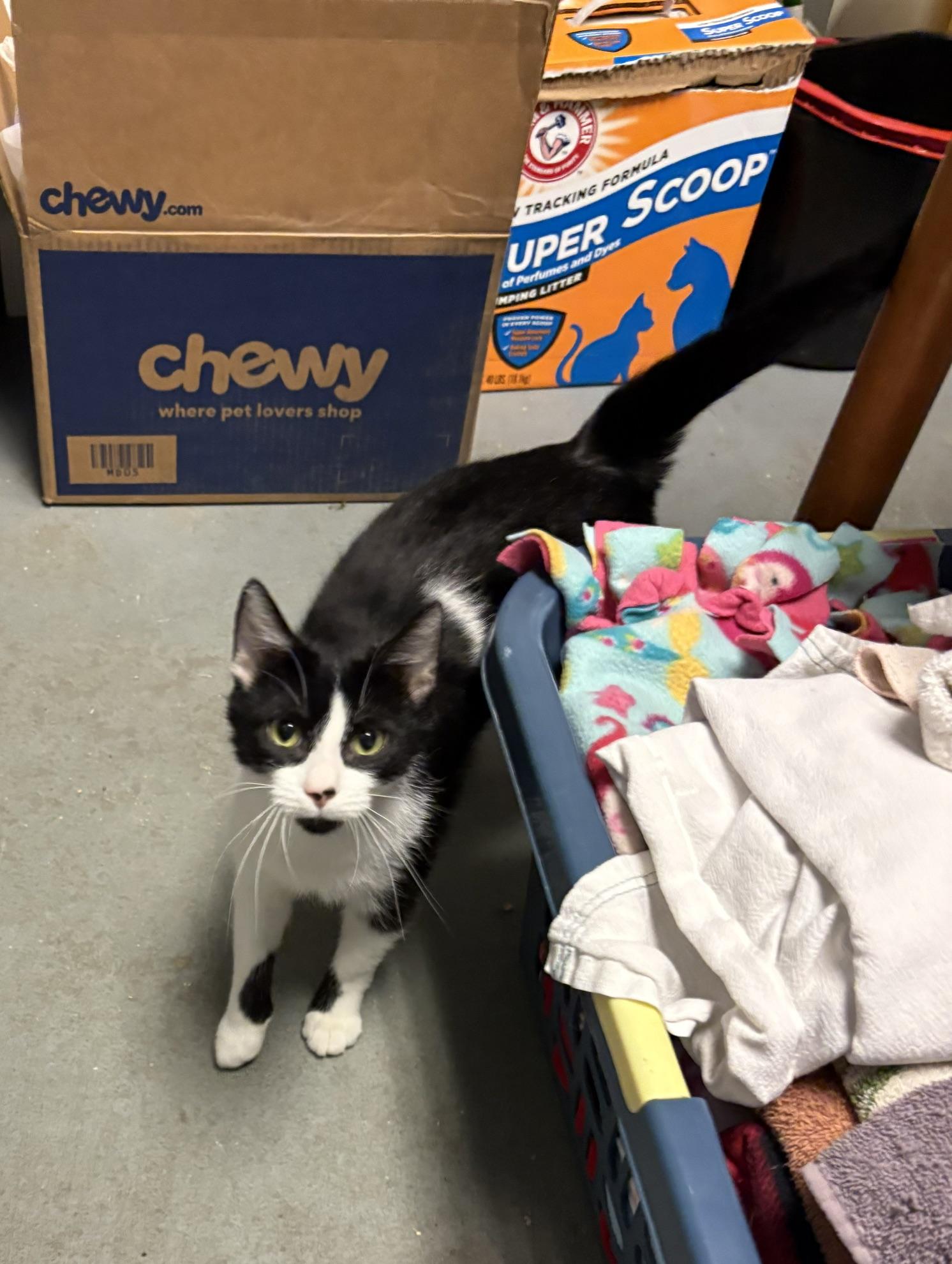 Daisy, a ADOPTABLE Domestic Short Hair in Oberlin, OH image 4/5