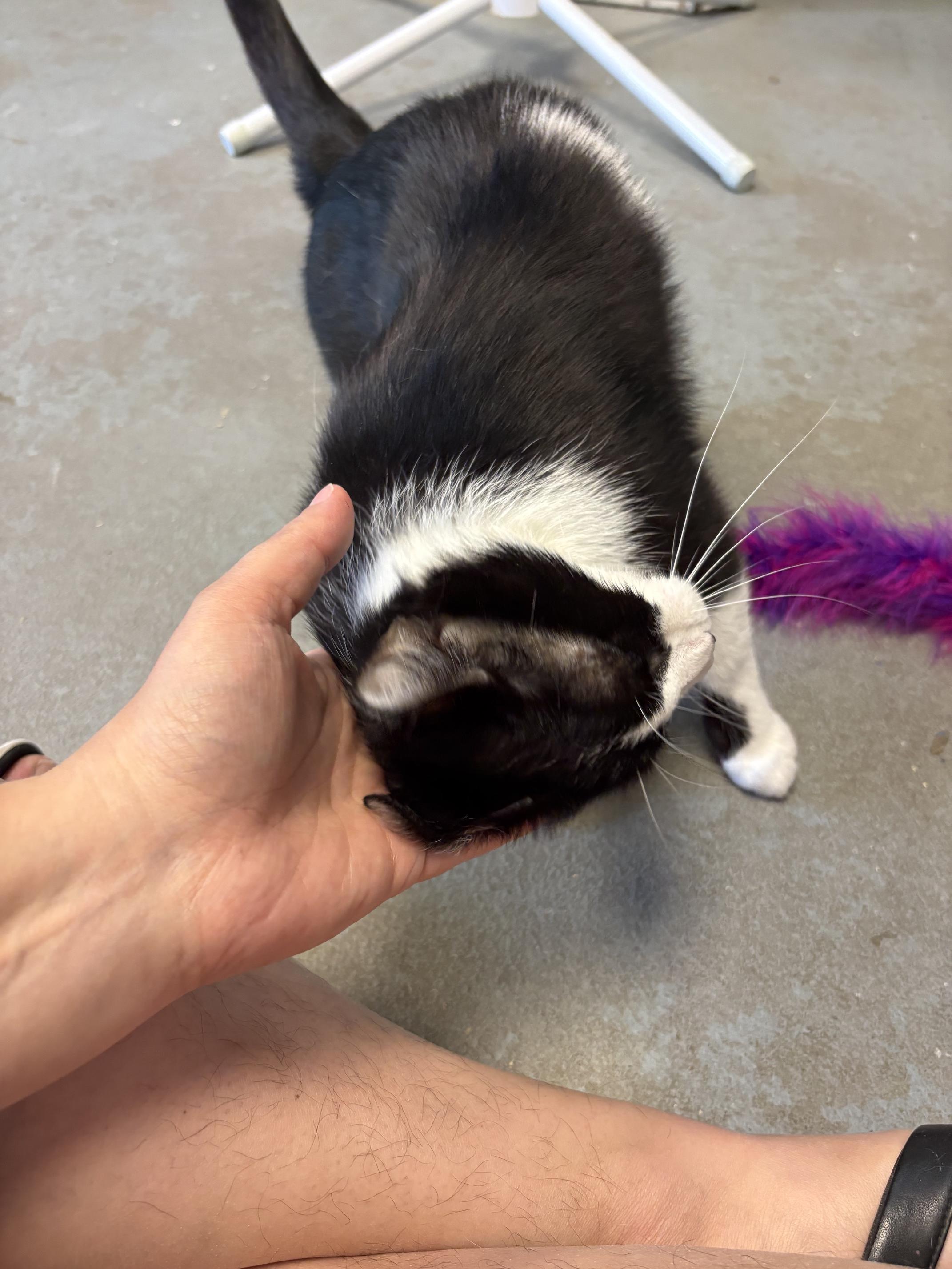 Daisy, a ADOPTABLE Domestic Short Hair in Oberlin, OH image 2/5