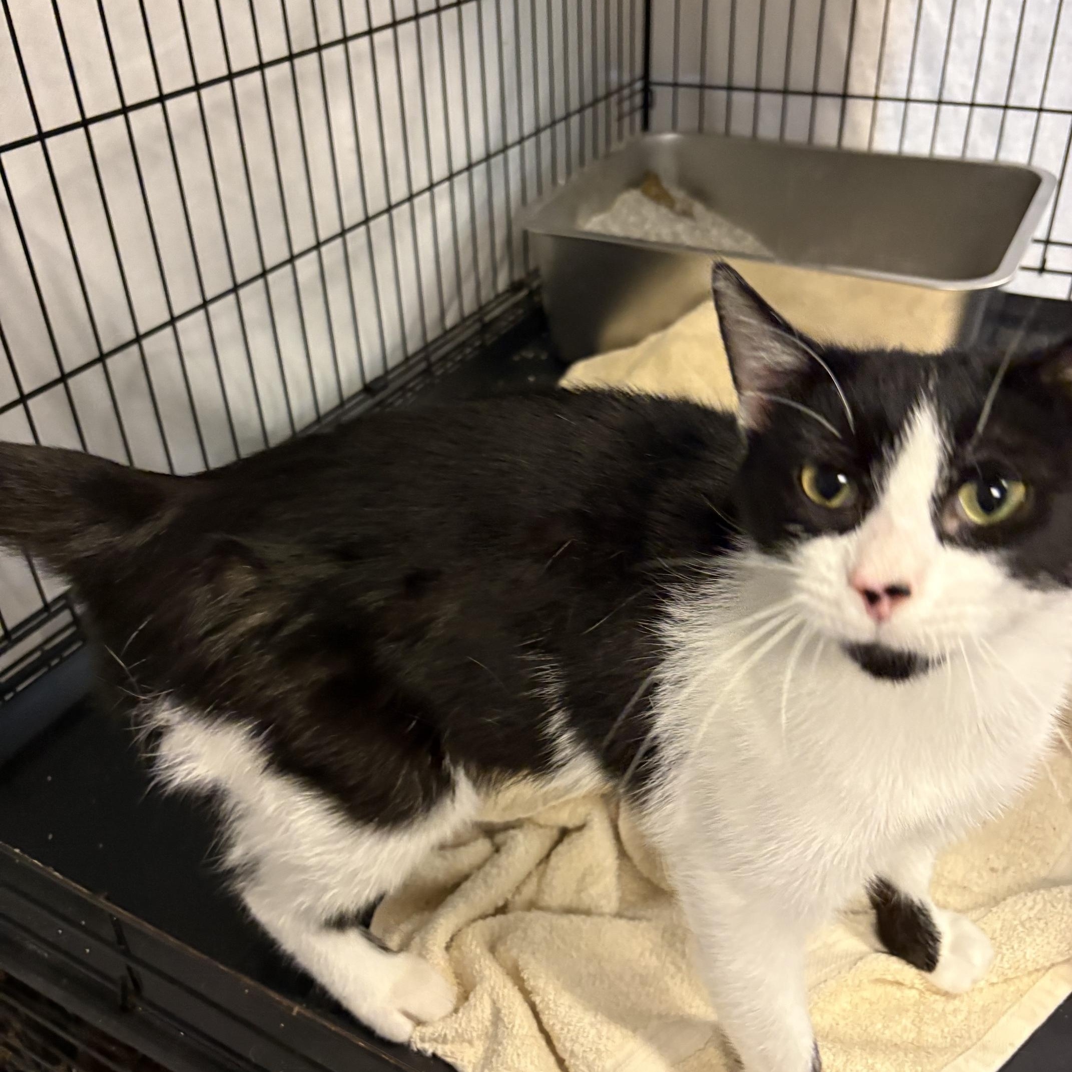 Daisy, a ADOPTABLE Domestic Short Hair in Oberlin, OH image 3/5
