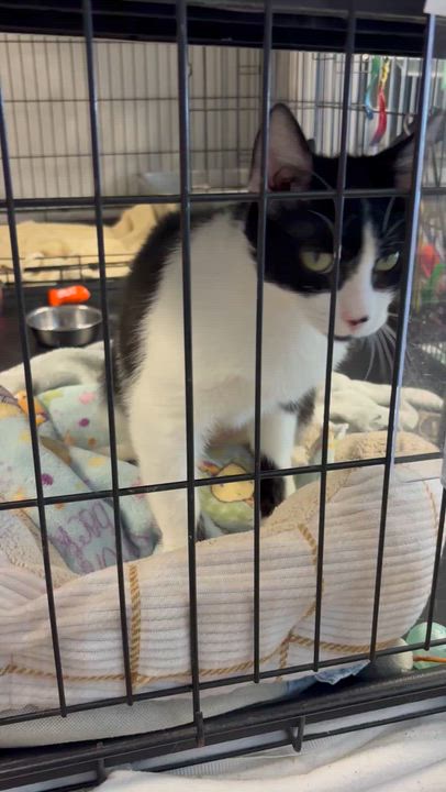 Enlarge Daisy, a ADOPTABLE Domestic Short Hair in Oberlin, OH video 5/5