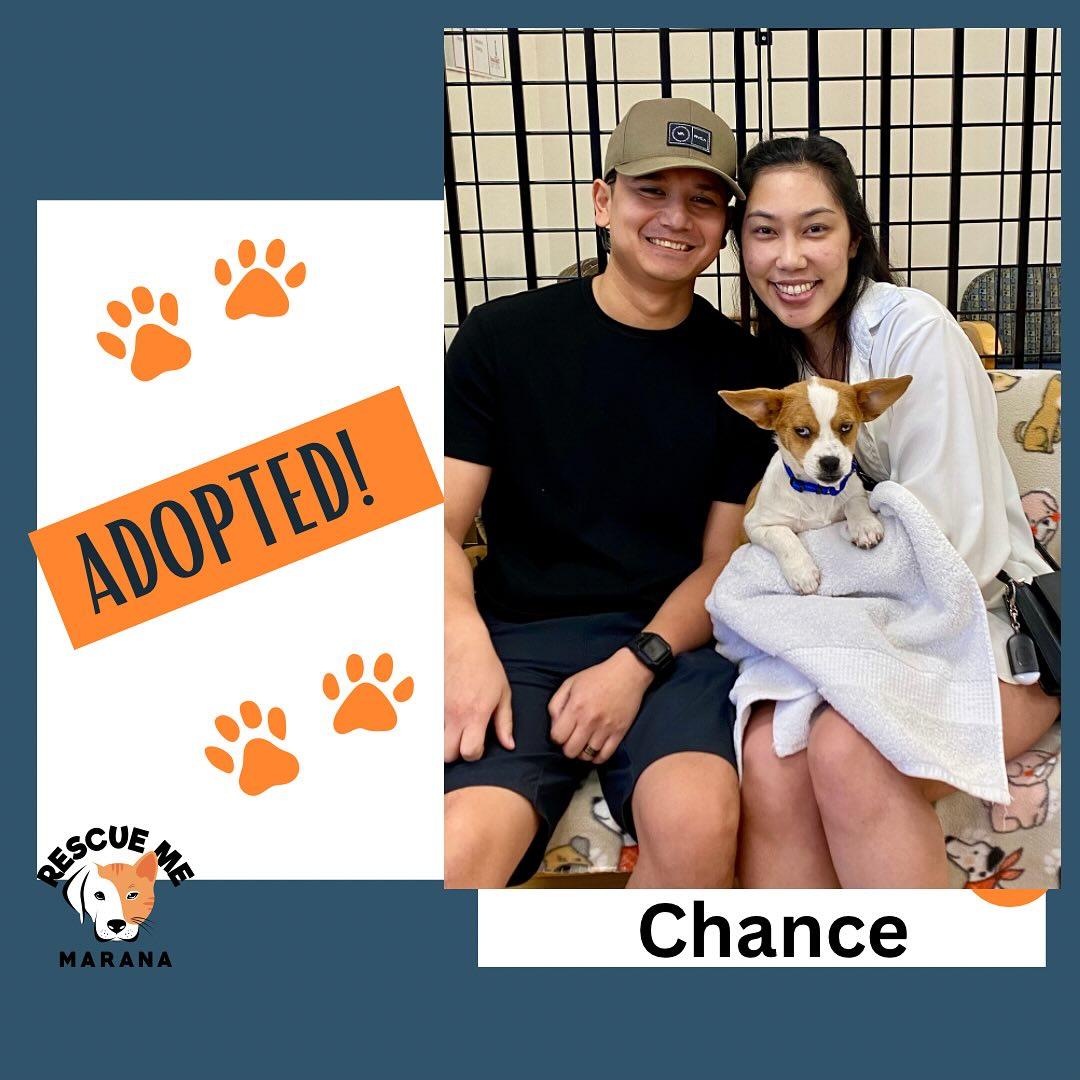 Chance - C3, a Adopted mixed breed in Gilbert , AZ image 1/3