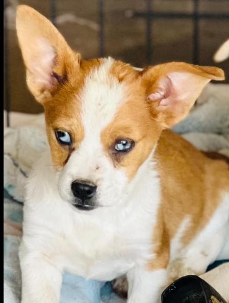 Chance - C3, a Adopted mixed breed in Gilbert , AZ image 2/3