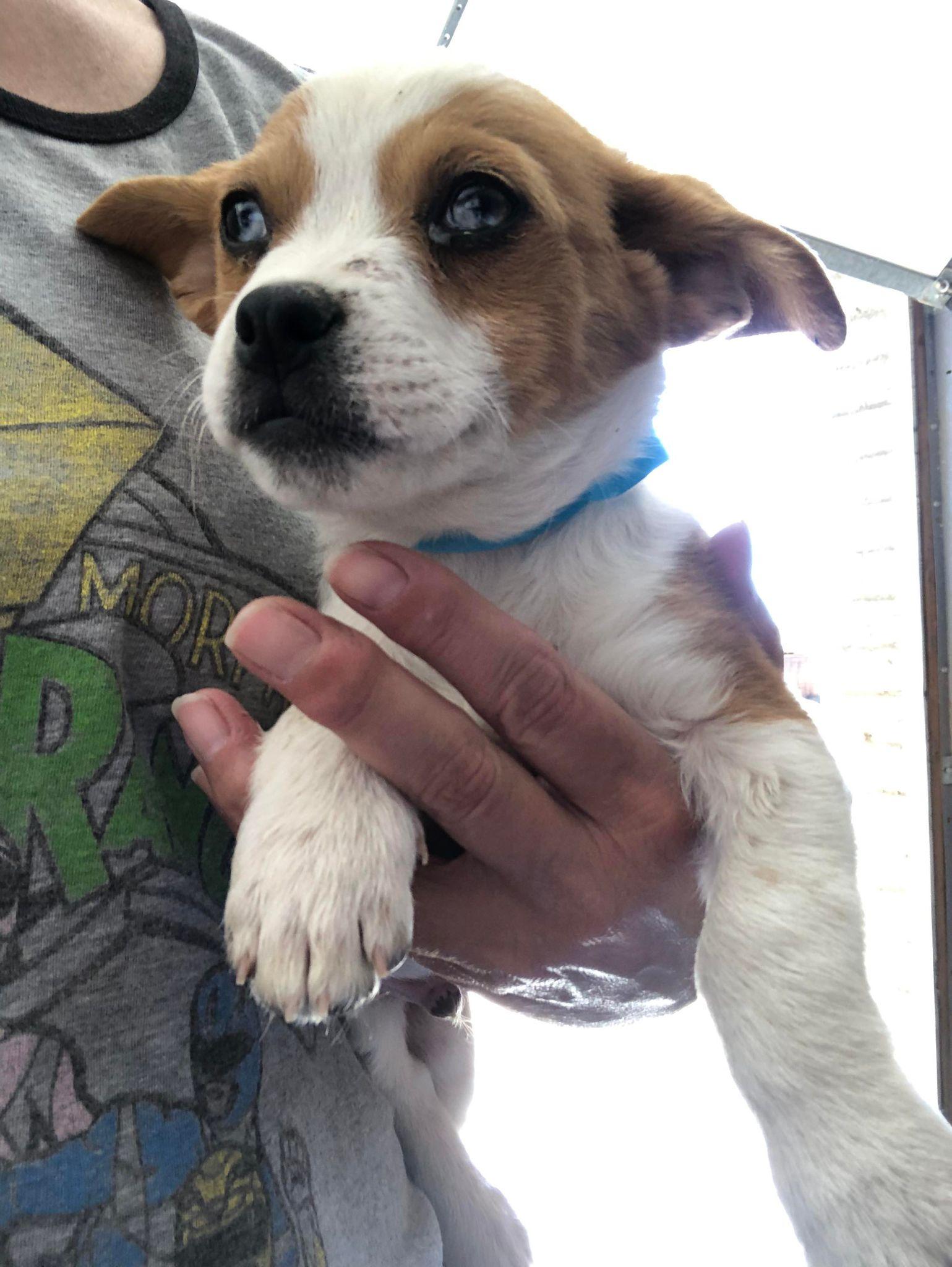 Chance - C3, a Adopted mixed breed in Gilbert , AZ image 3/3