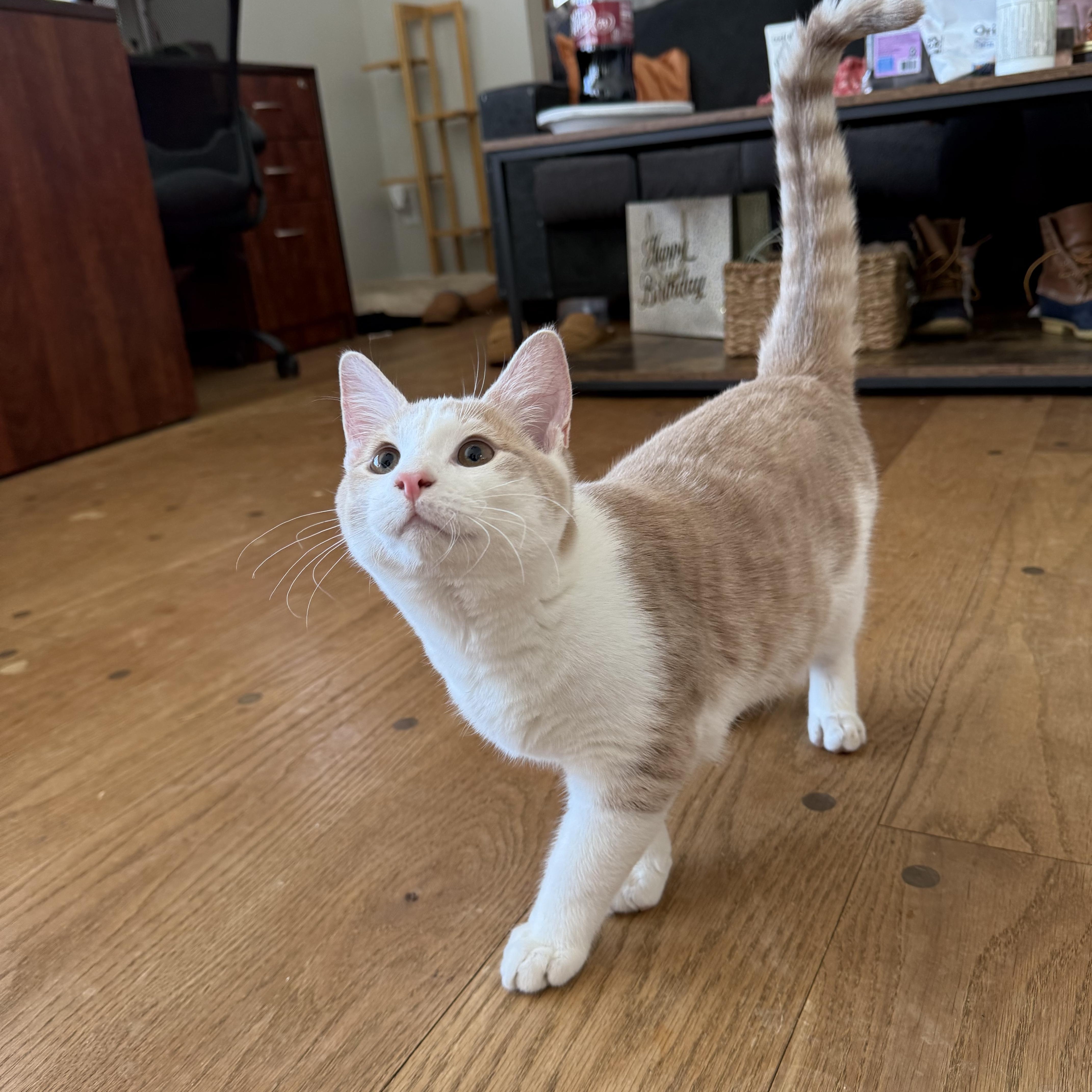 Jack, adopted, Young Male Domestic Short Hair.