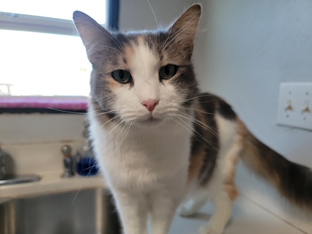 Tawny, a Adoptable Domestic Medium Hair in El Paso, TX image 1/3