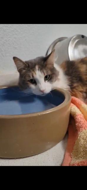 Tawny, a Adoptable Domestic Medium Hair in El Paso, TX image 2/3