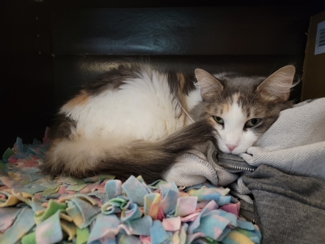 Tawny, a Adoptable Domestic Medium Hair in El Paso, TX image 3/3