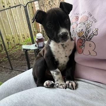 Hornet, a Adoptable mixed breed in Tacoma, WA image 1/4