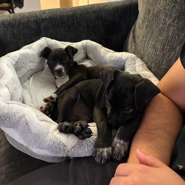 Hornet, a Adoptable mixed breed in Tacoma, WA image 2/4