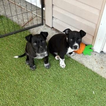 Hornet, a Adoptable mixed breed in Tacoma, WA image 3/4