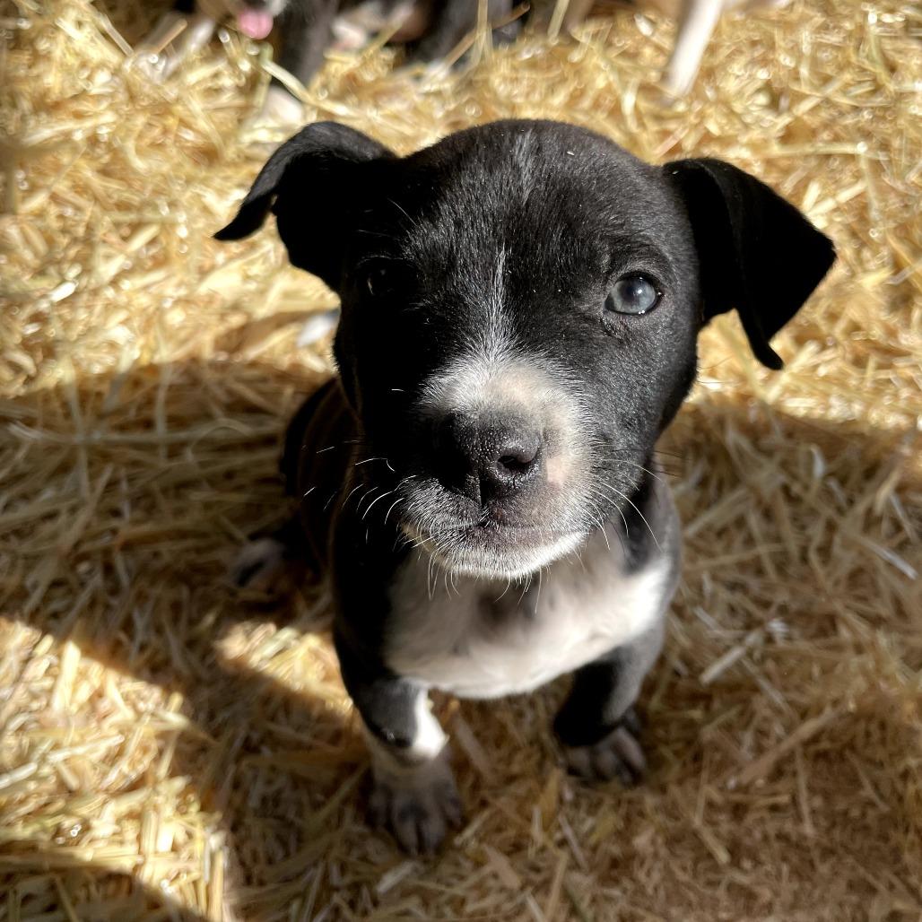 Hornet, a Adoptable mixed breed in Tacoma, WA image 4/4