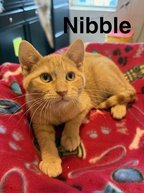 NIBBLE, ADOPTABLE, Young Male Domestic Short Hair.