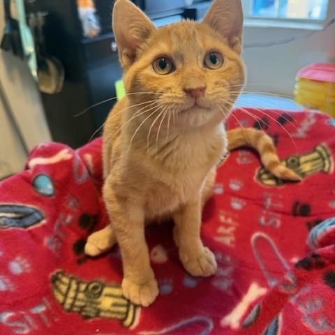 Enlarge NIBBLE, a ADOPTABLE Domestic Short Hair in Millerstown, PA image 2/4