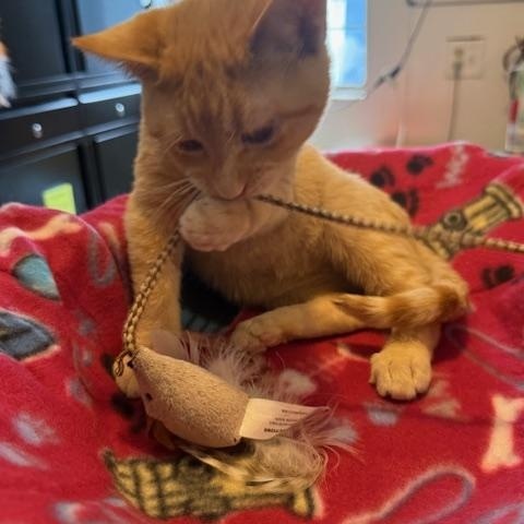 Enlarge NIBBLE, a ADOPTABLE Domestic Short Hair in Millerstown, PA image 4/4