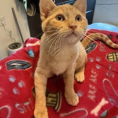 Enlarge NIBBLE, a ADOPTABLE Domestic Short Hair in Millerstown, PA image 3/4