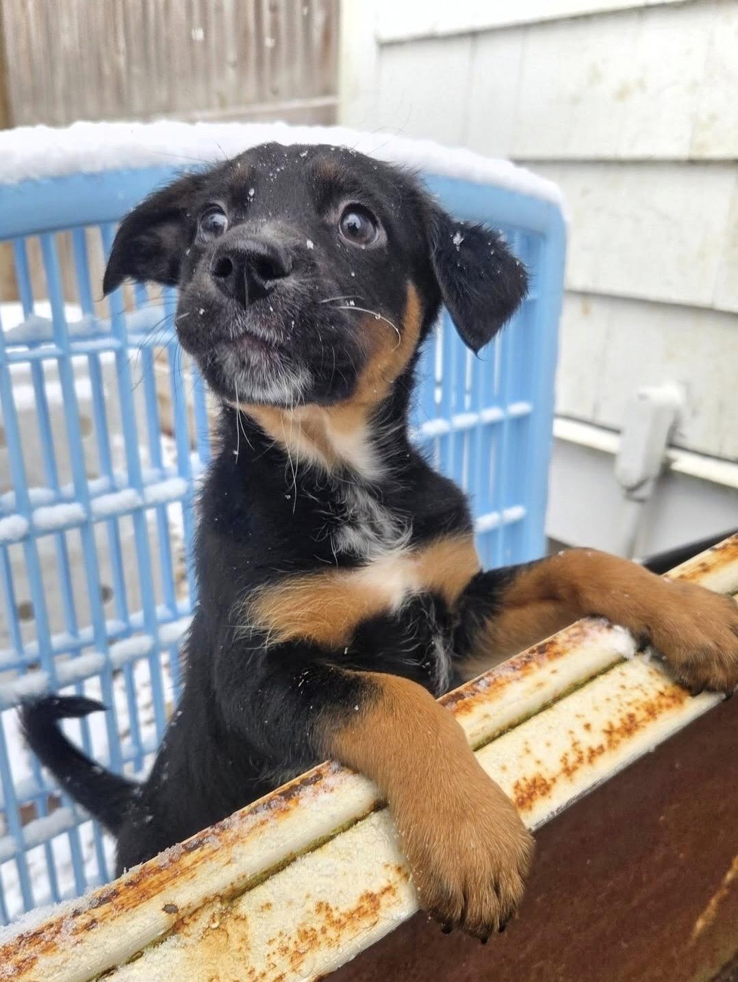 Sparky, adopted, Puppy Female Australian Cattle Dog / Blue Heeler & Australian Shepherd.