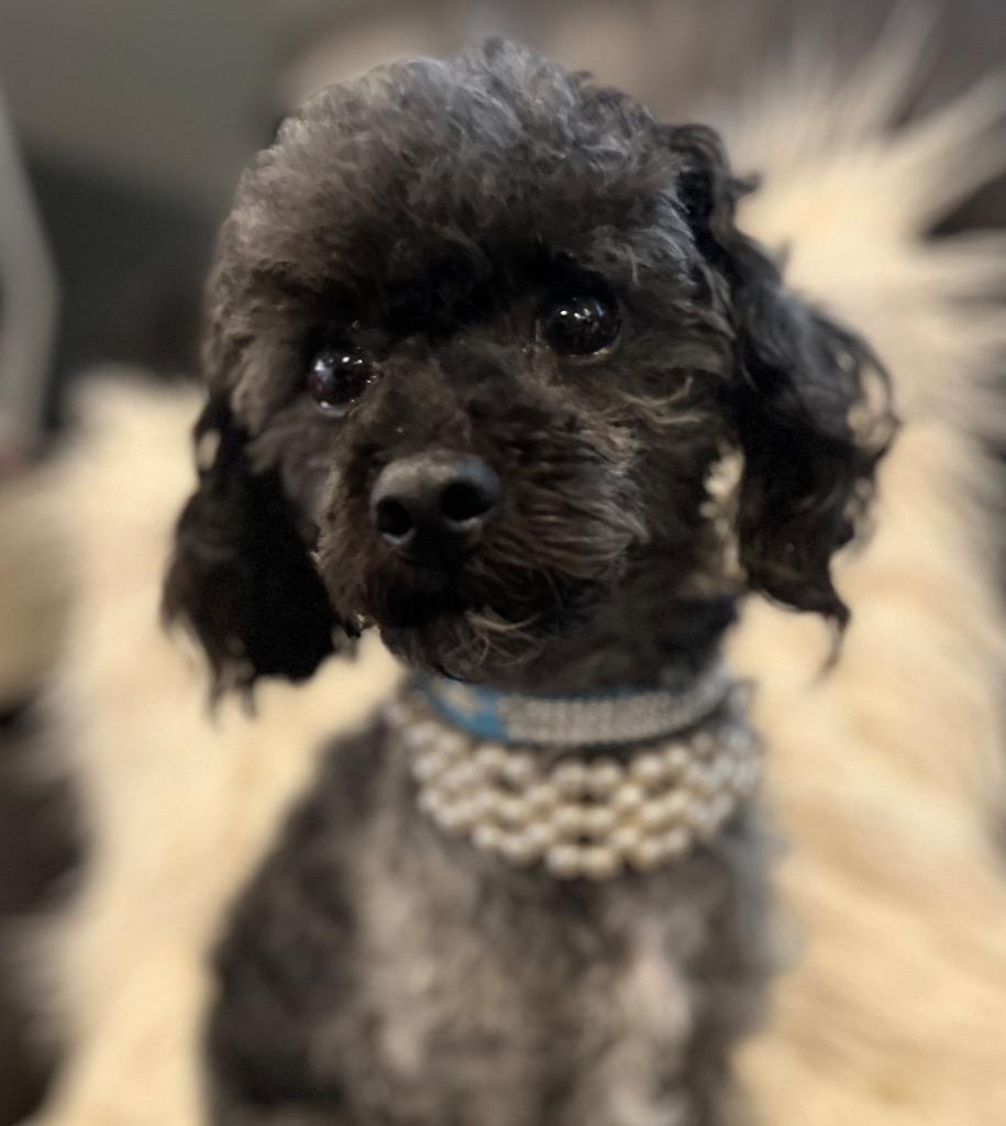 Lucky, Adoptable, Adult Male Poodle.