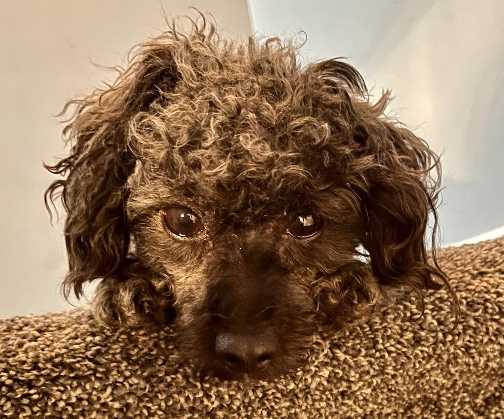 Enlarge Lucky, a Adoptable mixed breed in West Bloomfield, MI image 2/6