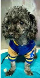 Enlarge Lucky, a Adoptable mixed breed in West Bloomfield, MI image 4/6