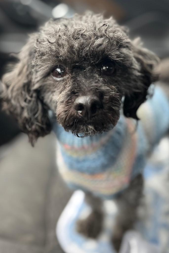 Enlarge Lucky, a Adoptable mixed breed in West Bloomfield, MI image 5/6