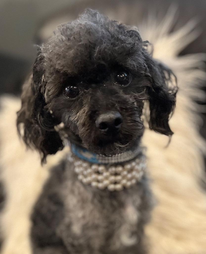 Enlarge Lucky, a Adoptable mixed breed in West Bloomfield, MI image 6/6