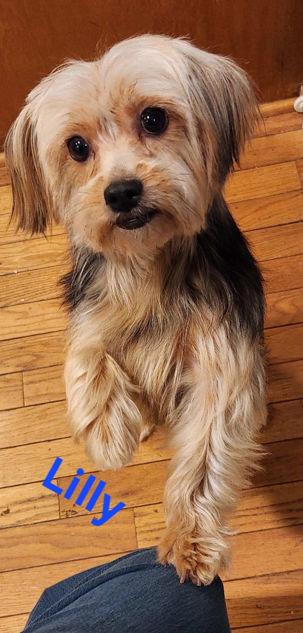 Enlarge Lilly, a Adoptable Yorkshire Terrier in North Augusta, SC image 4/4