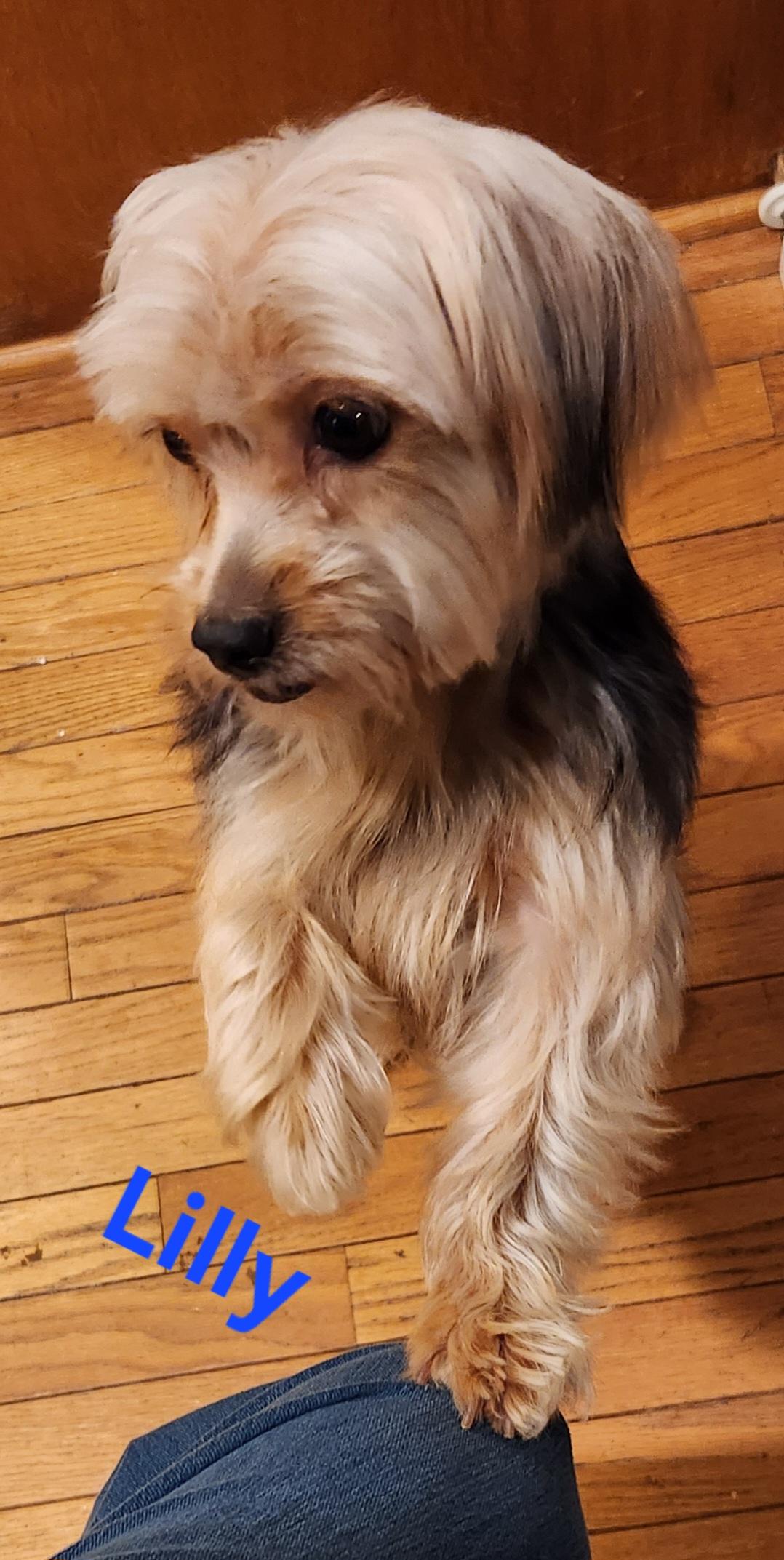 Enlarge Lilly, a Adoptable Yorkshire Terrier in North Augusta, SC image 2/4