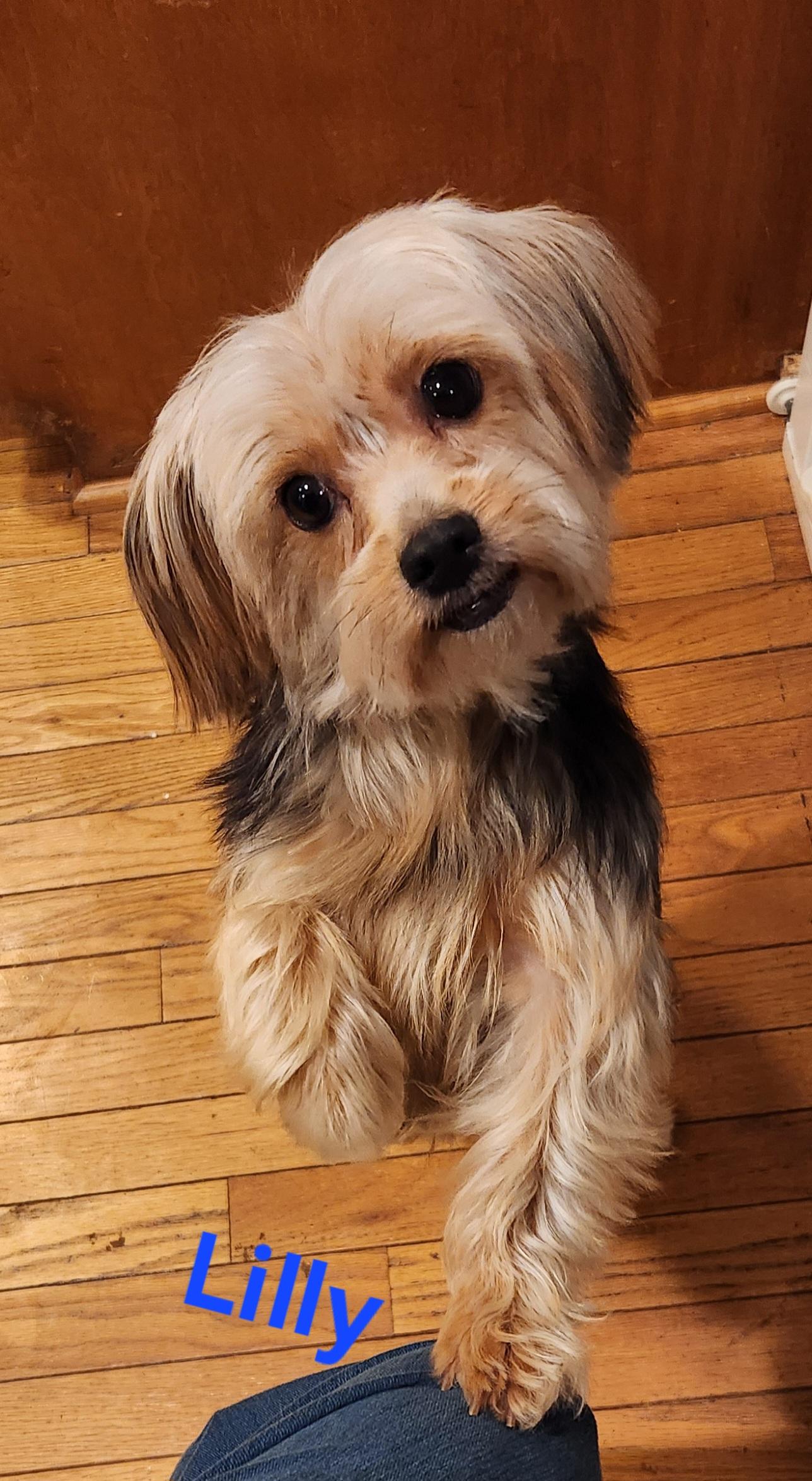 Lilly, Adoptable, Adult Female Yorkshire Terrier.