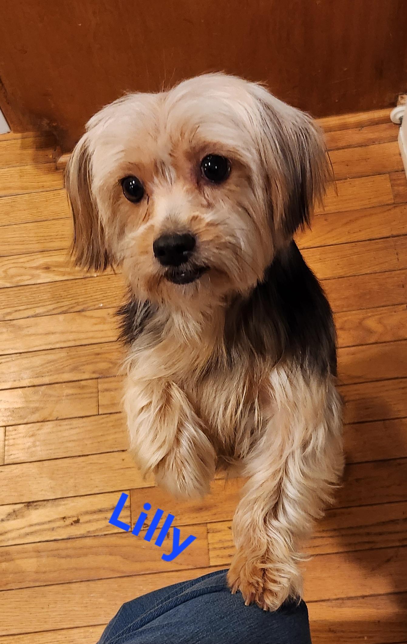 Enlarge Lilly, a Adoptable Yorkshire Terrier in North Augusta, SC image 3/4