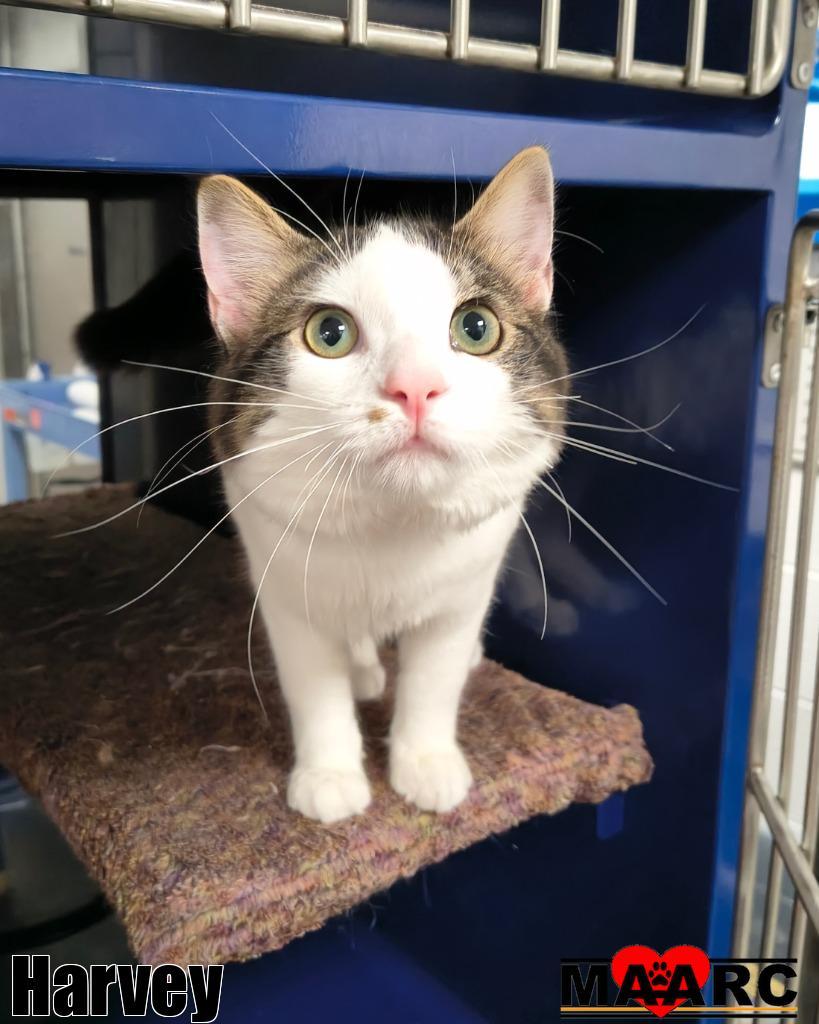 Enlarge Harvey, a Adoptable mixed breed in Maryville, TN image 1/3