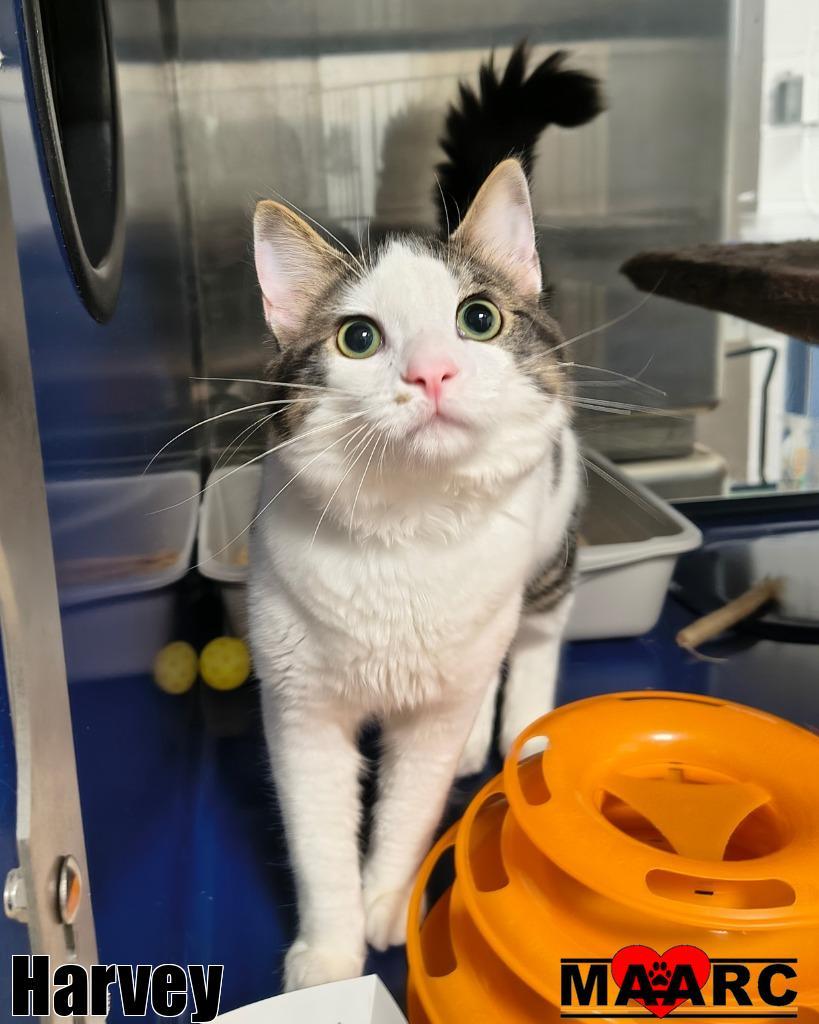 Harvey — thumbnail 2