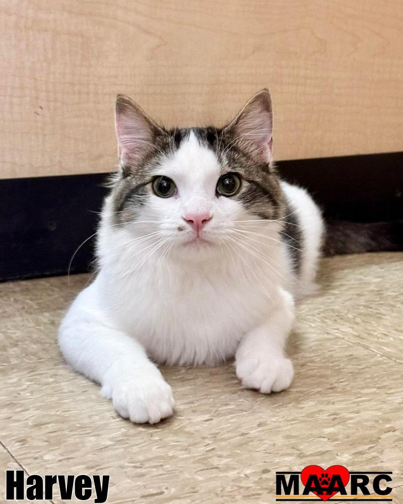 Harvey — thumbnail 3