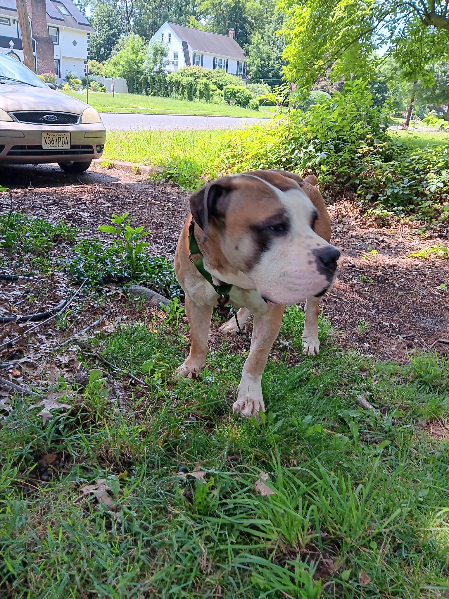 Enlarge Biggie, a Adoptable mixed breed in Roselle, NJ image 2/6