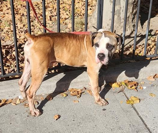 Enlarge Biggie, a Adoptable mixed breed in Roselle, NJ image 4/6