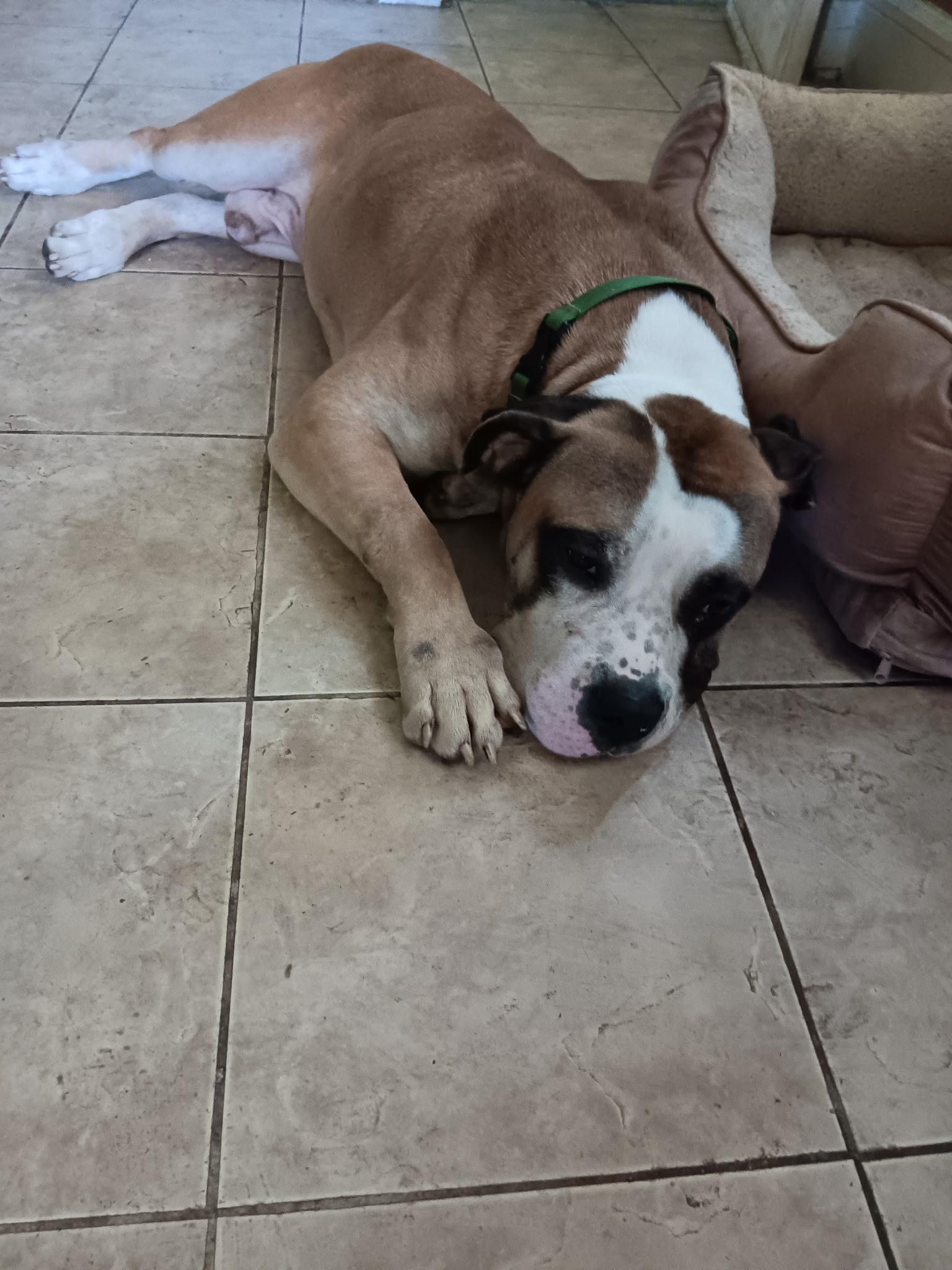 Enlarge Biggie, a Adoptable mixed breed in Roselle, NJ image 5/6