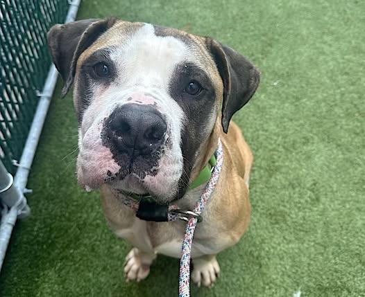 Enlarge Biggie, a Adoptable mixed breed in Roselle, NJ image 1/6