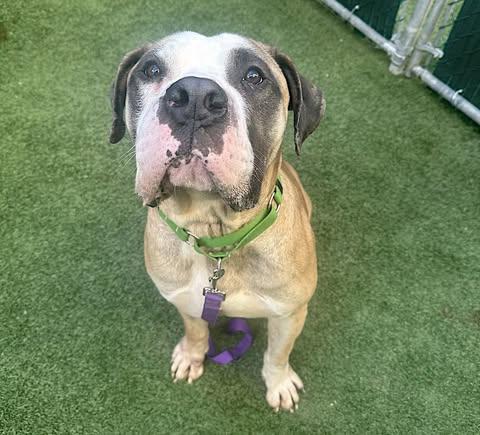 Enlarge Biggie, a Adoptable mixed breed in Roselle, NJ image 6/6