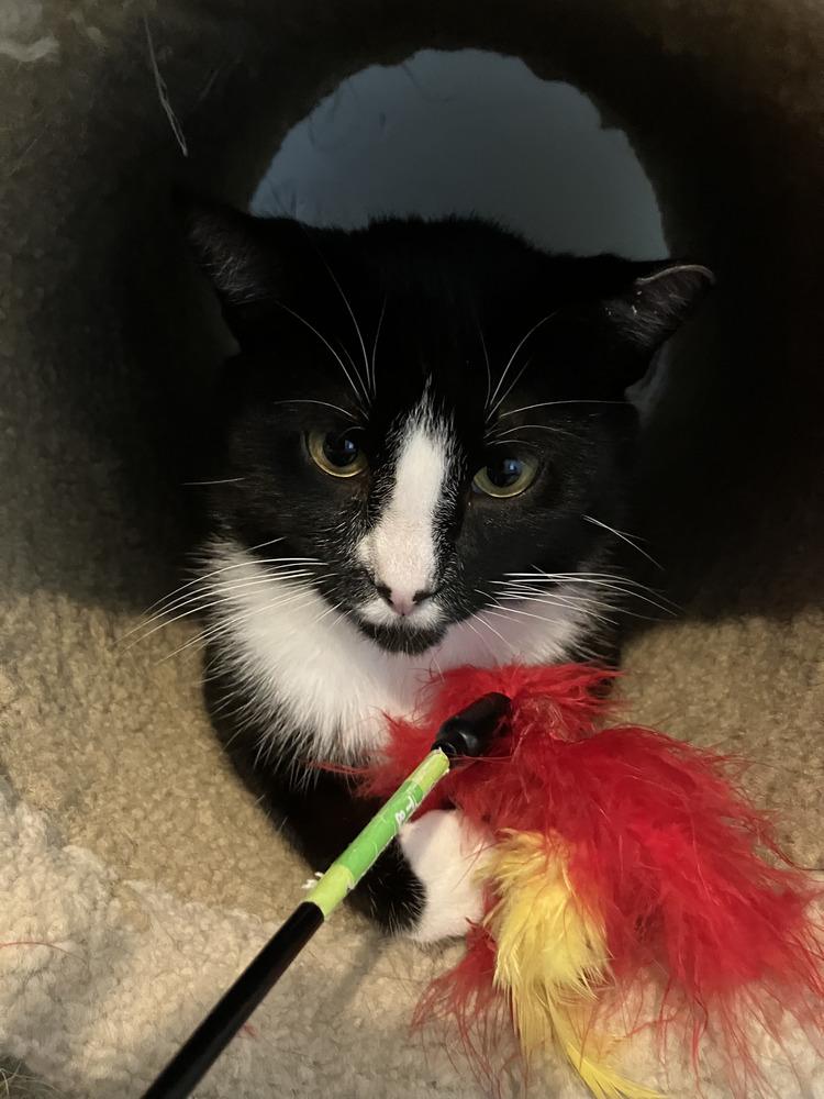 Artemis, Adoptable, Young Male Domestic Short Hair.