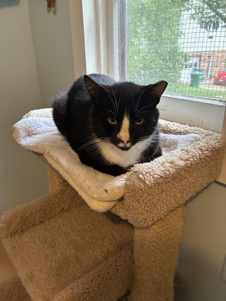 Enlarge Artemis, a Adoptable mixed breed in Henrico, VA image 2/5