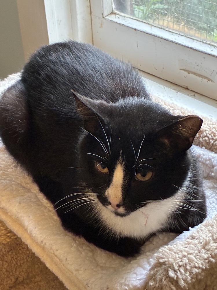 Artemis, Adoptable, Young Male Domestic Short Hair.