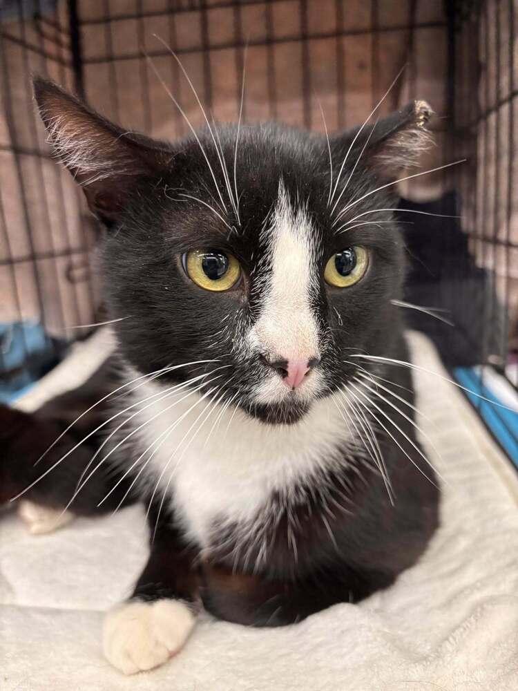 Artemis, a Adoptable mixed breed in Henrico, VA image 2/6