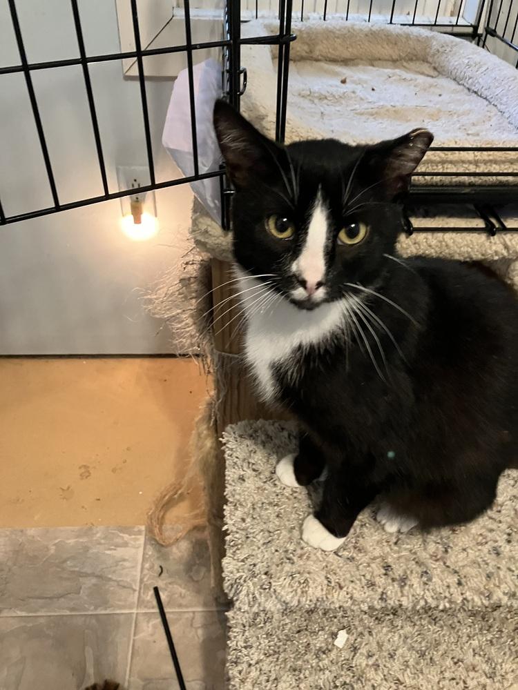 Enlarge Artemis, a Adoptable mixed breed in Henrico, VA image 4/5
