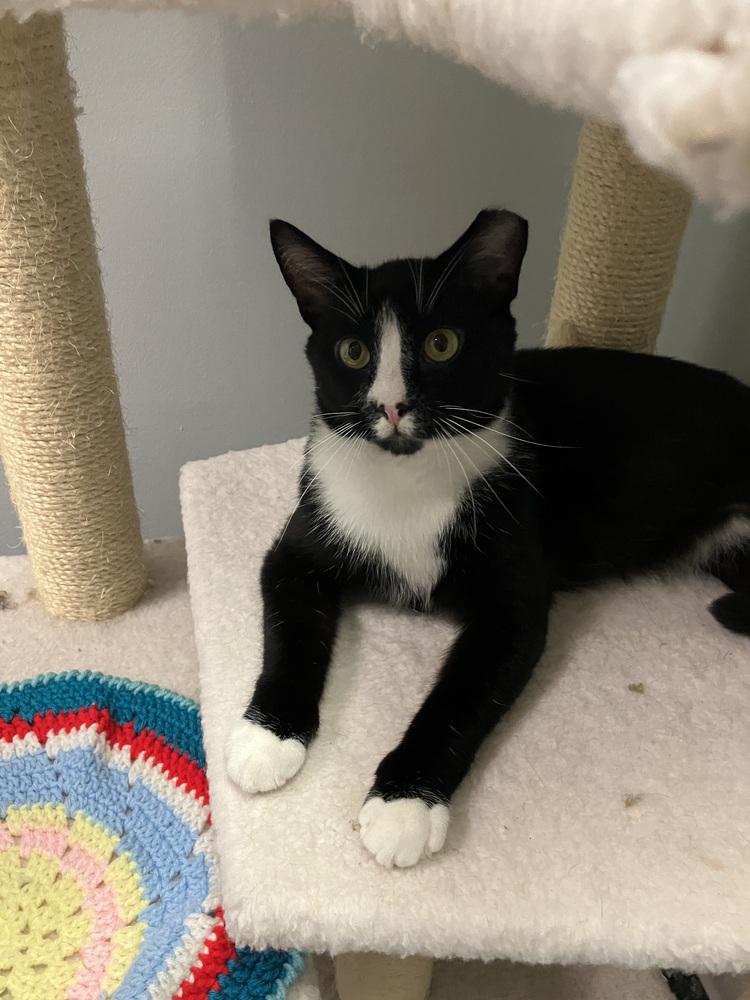 Artemis, a Adoptable mixed breed in Henrico, VA image 4/6