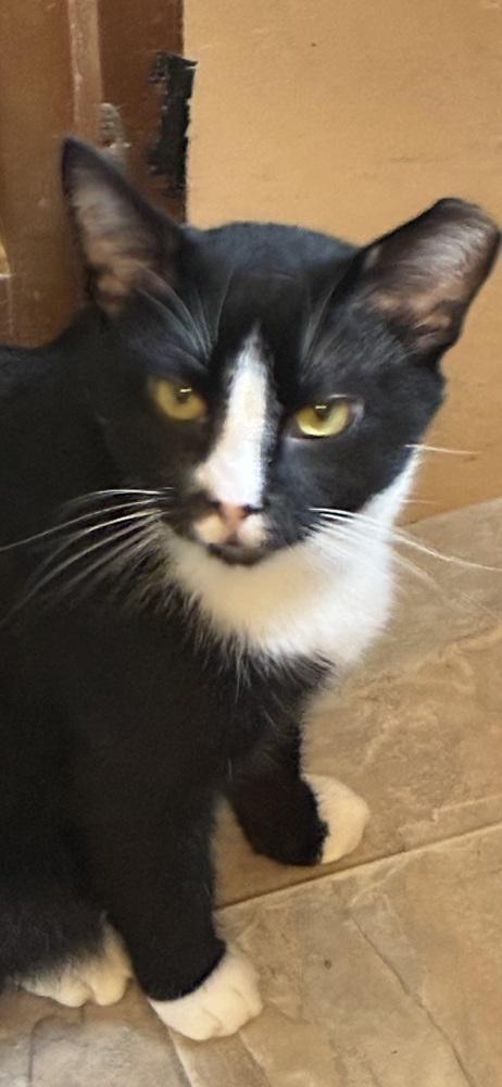 Artemis, a Adoptable mixed breed in Henrico, VA image 5/6
