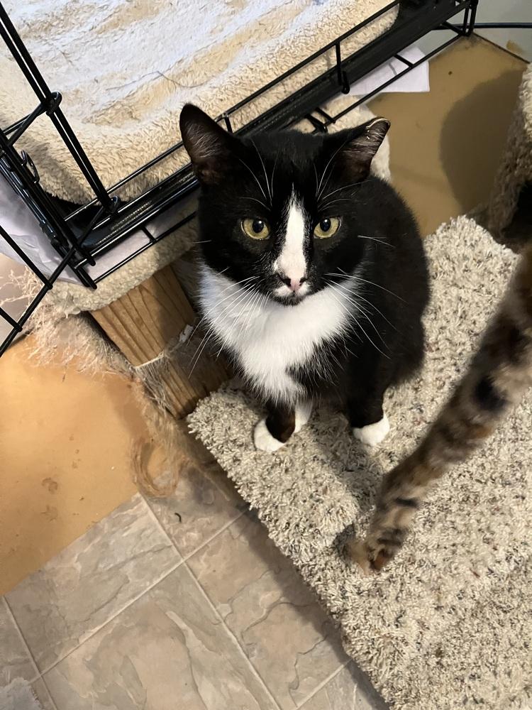 Enlarge Artemis, a Adoptable mixed breed in Henrico, VA image 5/5