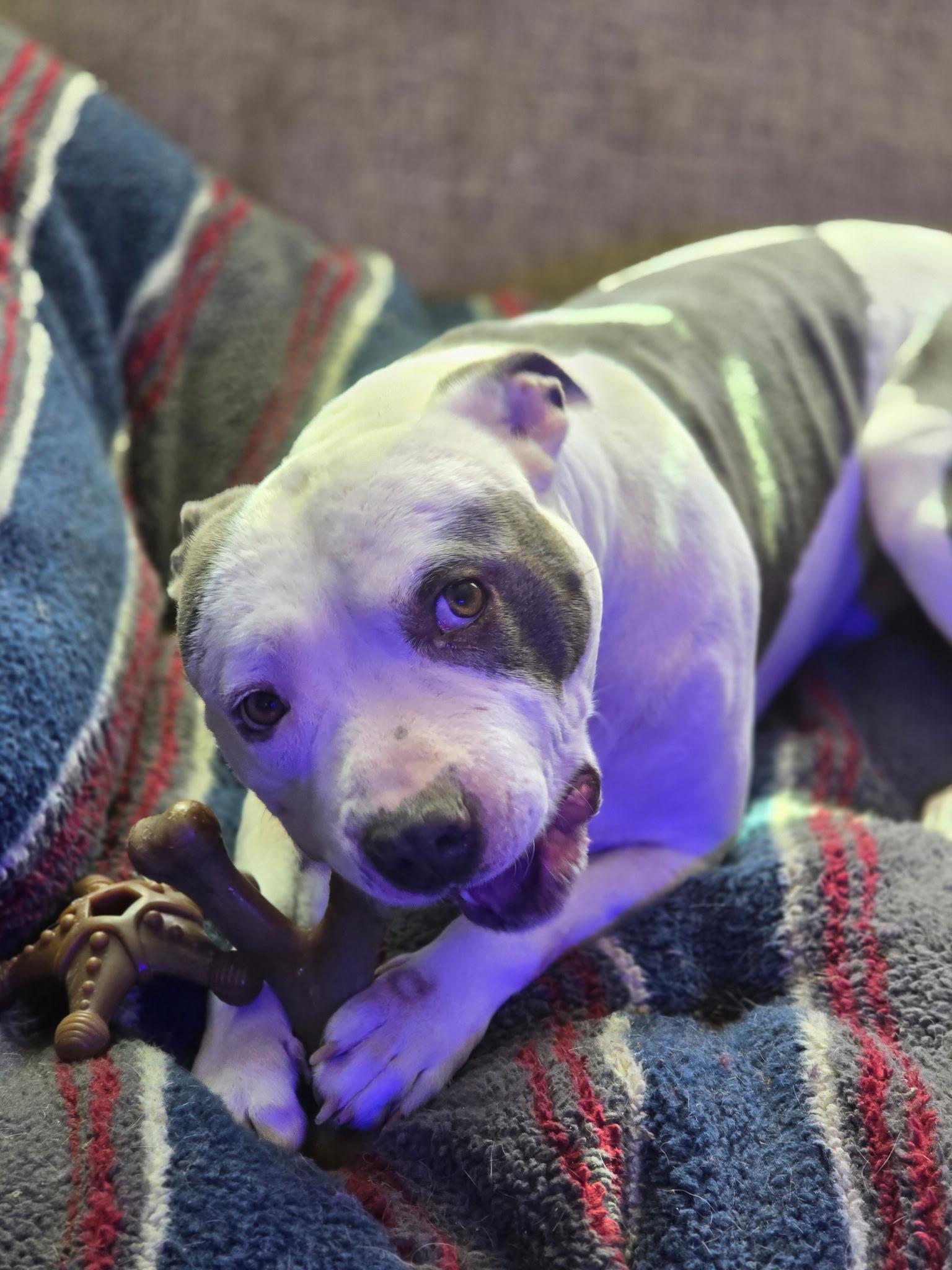 Roudy, Adoptable, Adult Male Mixed Breed.