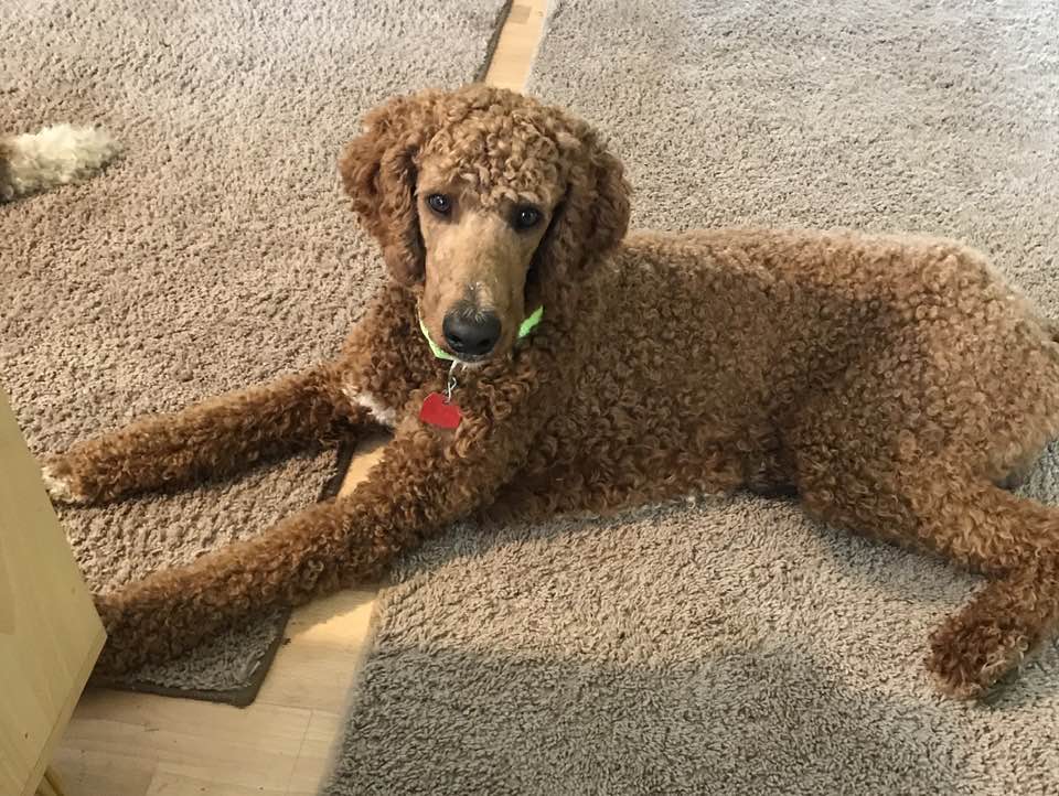 Dog for adoption Jax, a Standard Poodle in Moscow Mills, MO Petfinder