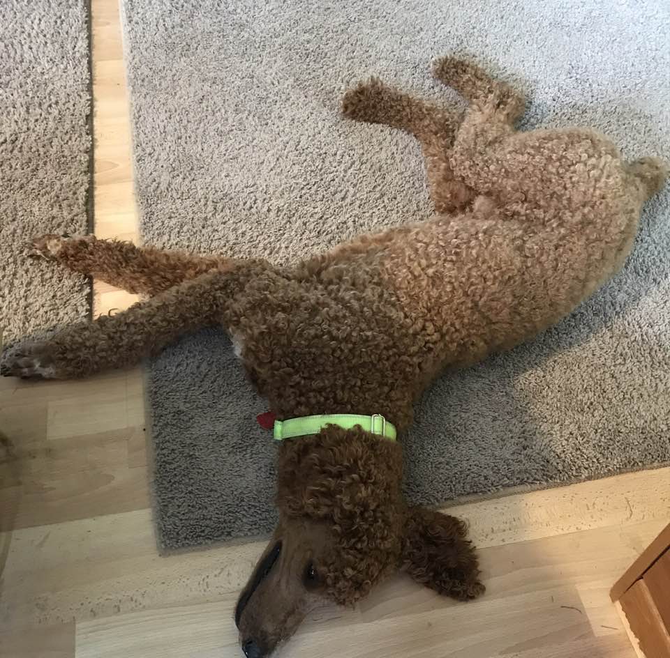 Dog for adoption Jax, a Standard Poodle in Moscow Mills, MO Petfinder